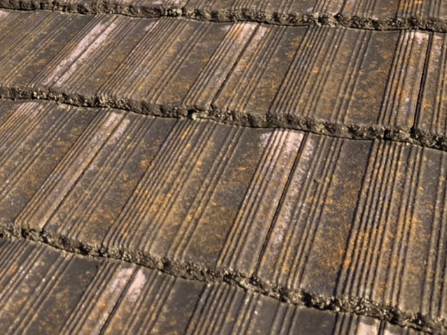 モニエル瓦　コケ